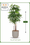 Artificial Aralia Tree 170 cm Ð 5 Branches in LIGHT Grey Plastic Pot