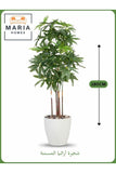 Artificial Aralia Tree 180 cm Ð 5 Branches in White Plastic Pot