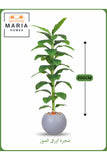Artificial Banana Leaf Tree 200 cm Ð Indoor Decorative Plant with Light GRAY Pot