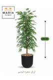 Artificial Bamboo Tree 155 cm Ð Decorative Green Plant with Black Plastic Pot for home & office