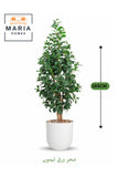 Artificial Lemon Leaf Tree 165 cm Ð Green Foliage in White Plastic Pot for home decor