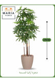 Artificial Aralia Tree 175 cm Ð 5 Branches in Beige Plastic Pot