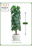 Artificial Monstera Tree 200 cm Ð Tall Faux Plant with White Pot