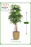Artificial Aralia Tree 170 cm Ð 5 Branches with Beige Plastic Pot