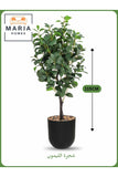 Artificial Lemon Tree 115 cm Ð Indoor Decorative Plant with Black Pot