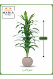 Artificial Corn Leaf Tree 145 cm Ð Decorative Indoor Plant with Beige Pot