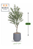 Artificial Olive Tree 145 cm Ð Decorative Green Plant with Modern Plastic Pot
