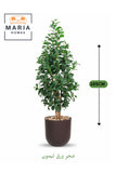 Artificial Lemon Leaf Tree 165 cm Ð Green Foliage in Brown Plastic Pot for home decor