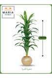 Artificial Corn Leaf Tree 145 cm Ð Decorative Indoor Plant with Gold Pot