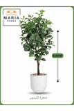 Artificial Lemon Tree 115 cm Ð Indoor Decorative Plant with White Pot