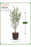 Artificial Olive Tree 155 cm Ð Indoor Decorative Plant with Brown Pot