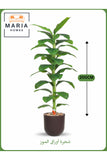 Artificial Banana Leaf Tree 200 cm Ð Tall Indoor Plant with Brown Pot