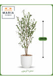 Artificial Olive Tree 155 cm Ð Indoor Decorative Plant with White Pot