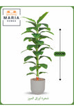 Artificial Banana Leaf Tree 200 cm Ð Tall Indoor Plant with Light Gray Pot