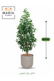 Artificial Lemon Leaf Tree 165 cm Ð Green Foliage in Beige Plastic Pot for home decor