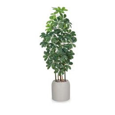 أشجار الياسمين