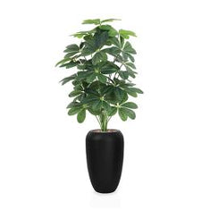 شجرة المانجو