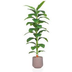 أشجار الموز