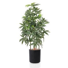 أشجار أراليا