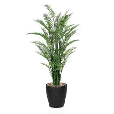 أشجار السرخس