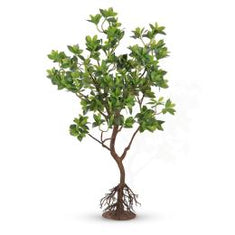 أشجار الليمون