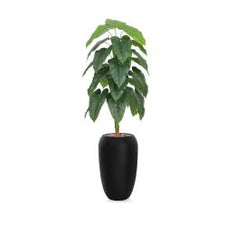 أشجار فيلود