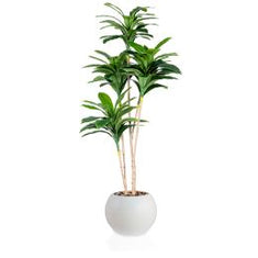 أشجار كورديل