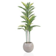 أشجار الأريكا