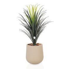 أشجار الصبار