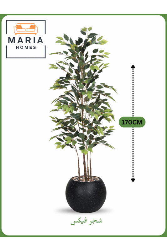 Artificial Ficus Tree 170 cm Ð Indoor Decorative Plant with Black Pot