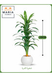 Artificial Corn Leaf Tree 145 cm Ð Decorative Indoor Plant with White Pot