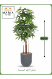 Artificial Aralia Tree 170 cm Ð 5 Branches with Gray Plastic Pot