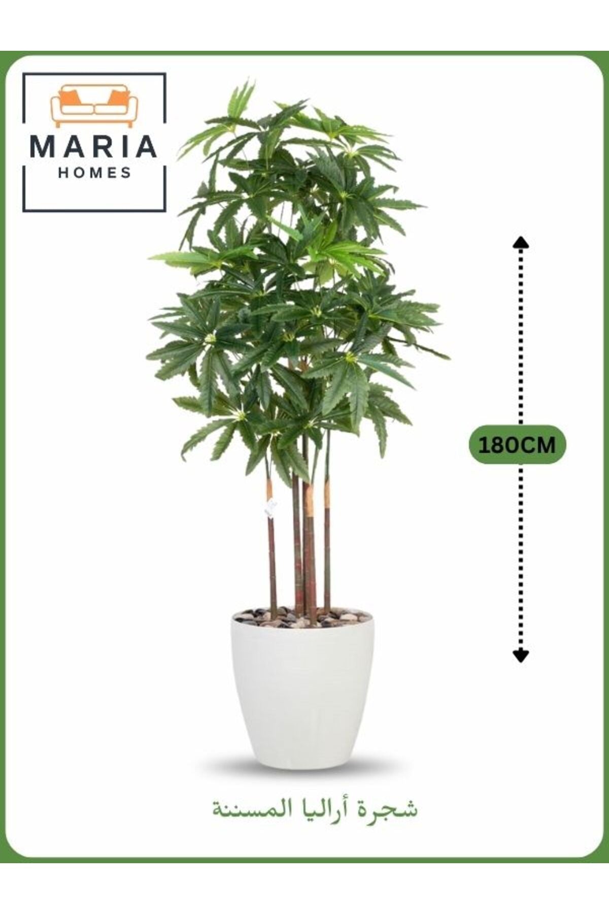 Artificial Aralia Tree 180 cm Ð 5 Branches in White Plastic Pot