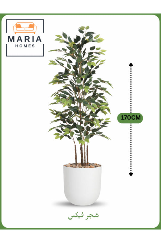 Artificial Ficus Tree 170 cm Ð Decorative Indoor Plant with white Pot