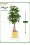 Artificial Aralia Tree 180cm with 5 Branches in Yellow Pot Ð Indoor Home & Office Decor