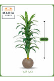 Artificial Corn Leaf Tree 145 cm Ð Decorative Indoor Plant with Brown Pot