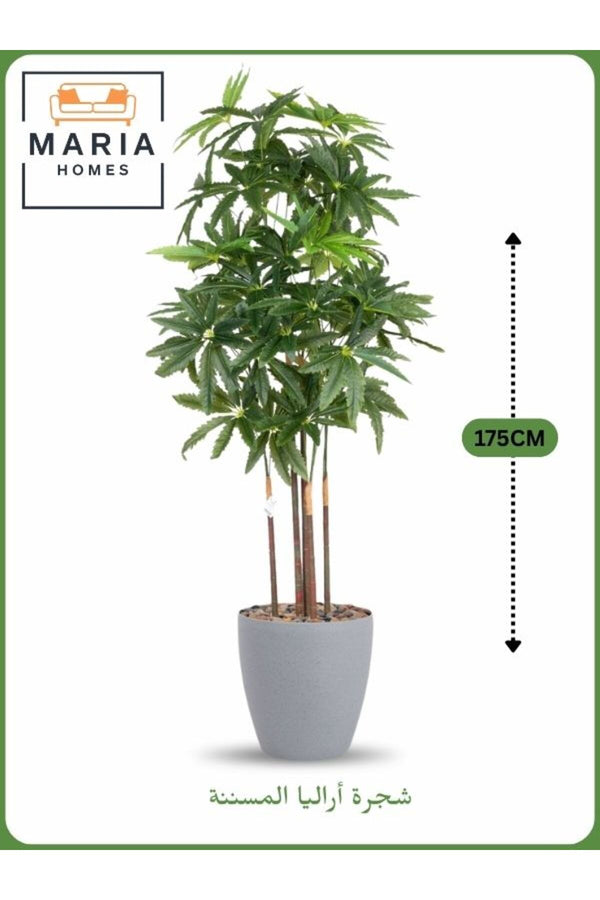 Artificial Aralia Tree 175 cm Ð 5 Branches in Grey Plastic Pot