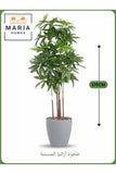 Artificial Aralia Tree 175 cm Ð 5 Branches in Grey Plastic Pot