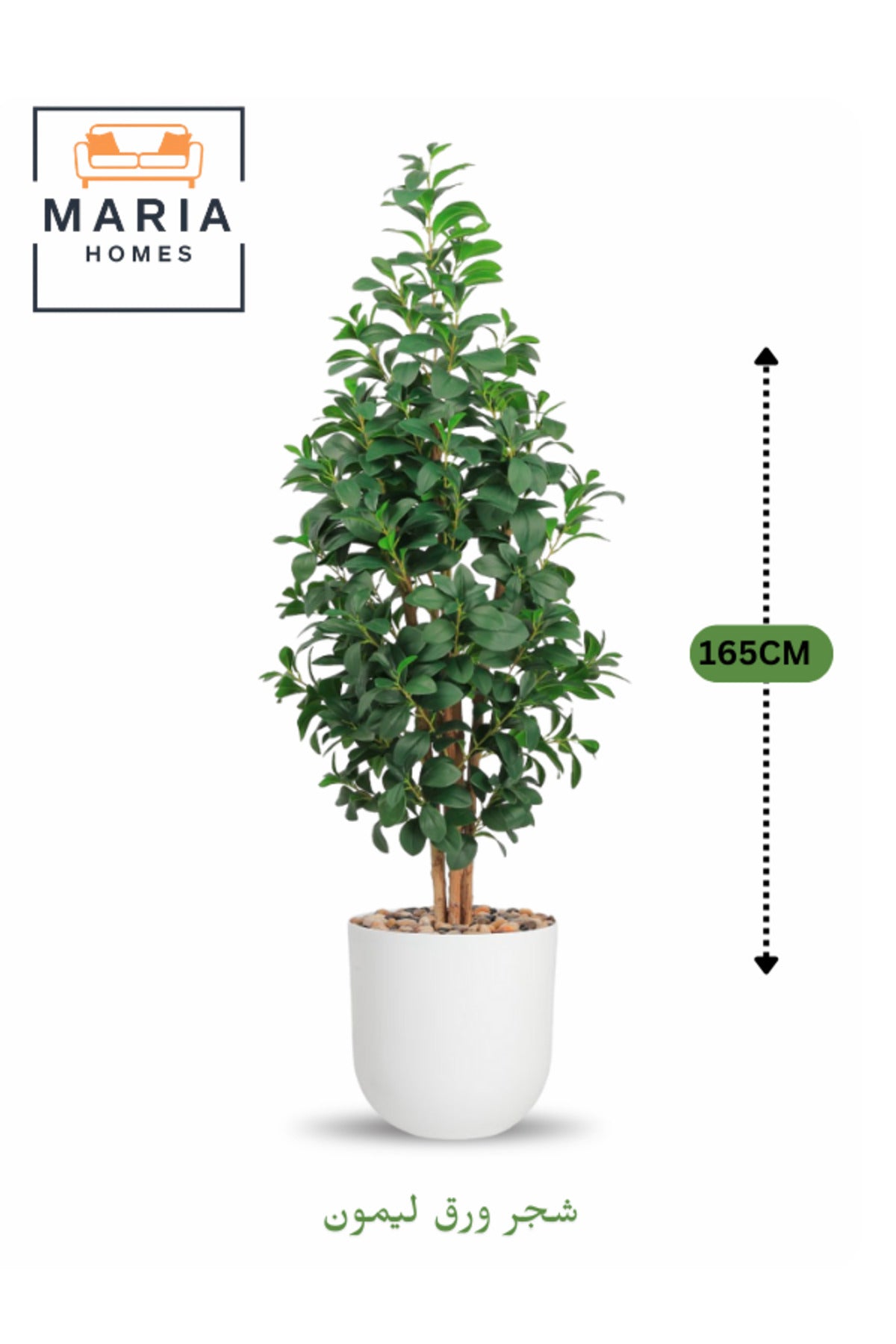 Artificial Lemon Leaf Tree 165 cm Ð Green Foliage in White Plastic Pot for home decor