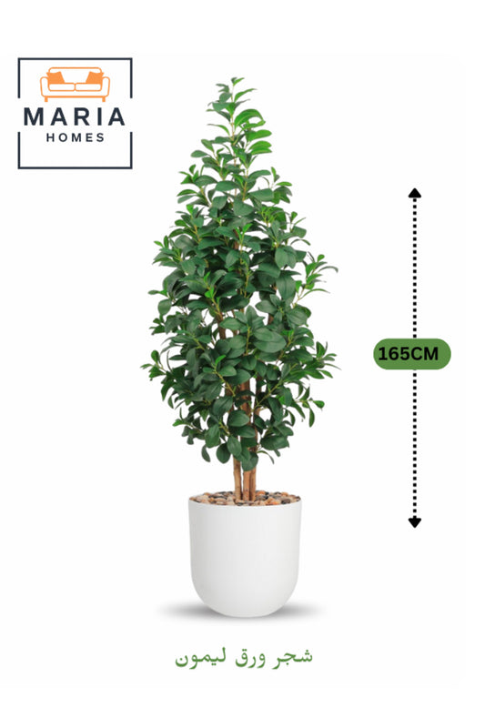 Artificial Lemon Leaf Tree 165 cm Ð Green Foliage in White Plastic Pot for home decor