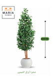 Artificial Lemon Leaf Tree 200 cm Green Foliage in OFF WHITE Plastic Pot for home decor