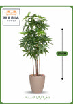 Artificial Aralia Tree 175 cm Ð 5 Branches in Brown Plastic Pot No reviews yet.