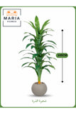 Artificial Corn Leaf Tree 145 cm Ð Decorative Indoor Plant with Gray Pot