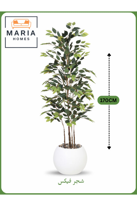Artificial Ficus Tree 170 cm Ð Indoor Decorative Plant with White Pot