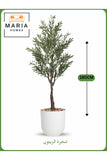Artificial Olive Tree 190 cm Ð Tall Indoor Decorative Plant with White Pot