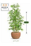 Artificial Bamboo Tree 210 cm Ð Decorative Plant with Natural Brown Pot