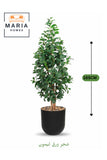 Artificial Lemon Leaf Tree 165 cm Green Foliage in Black Plastic Pot for home decor