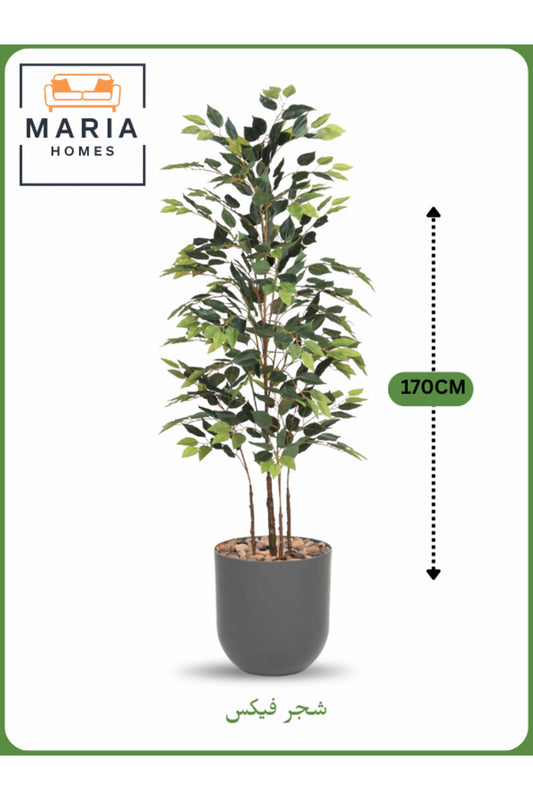 Artificial Ficus Tree 170 cm Ð Decorative Indoor Plant with Gray Pot