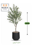 Artificial Olive Tree 145 cm Ð Black Pot Indoor Decor
