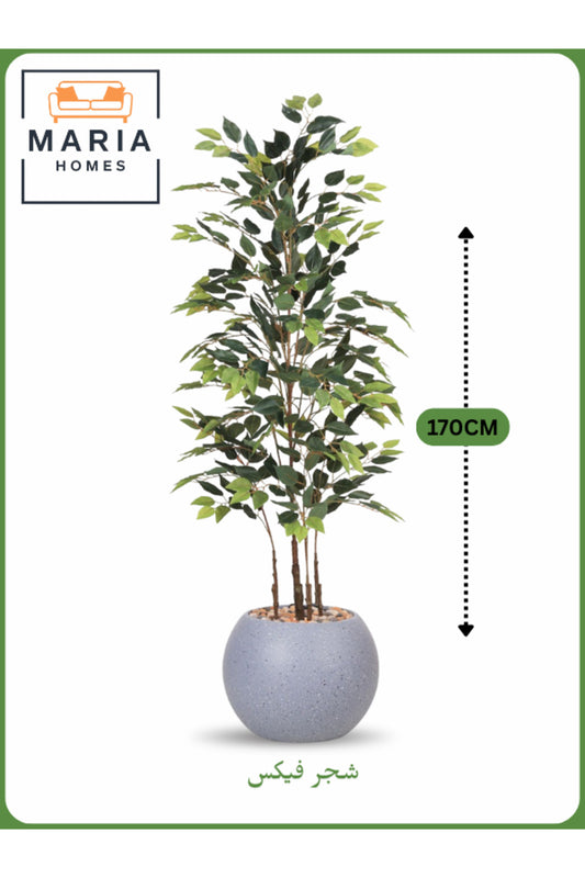 Artificial Ficus Tree 170 cm Ð Indoor Decorative Plant with Gray Pot